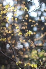 Closeup leafs with blur background