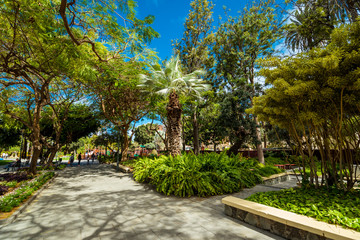 Tropical park. Palm trees and other trees