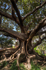 Fototapeta premium Moreton Bay Fig tree, Camperdown Cemetery, a historic cemetery located on Church Street in Newtown inner suburb, Sydney, NSW, Australia