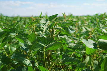 Obraz premium Soybean bloom at sunset close up. Agricultural soy plantation background.