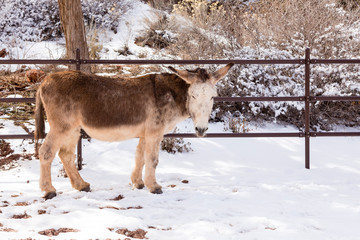 Adorable sturdy cream and brown donkey standing in snow staring during a sunny winter day, Kanab, Utah, USA