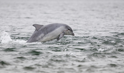 Obraz premium Happy, playful wild dolphins breaching and jumping out of water while hunting for migrating atlantic salmon