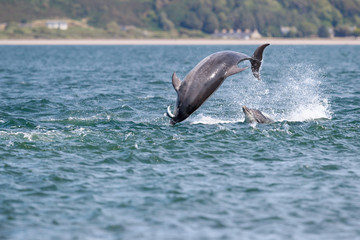 Happy, playful wild dolphins breaching and jumping out of water while hunting for migrating atlantic salmon