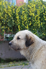 A white dog with yellow flowers 