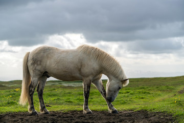 Fototapeta na wymiar Icelandic horse in the field of scenic nature landscape of Iceland. The Icelandic horse is a breed of horse locally developed in Iceland as Icelandic law prevents horses from being imported.