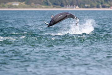 Happy, playful wild dolphins breaching and jumping out of water while hunting for migrating...
