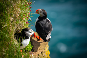 Atlantic puffin also know as common puffin is a species of seabird in the auk family. Iceland,...