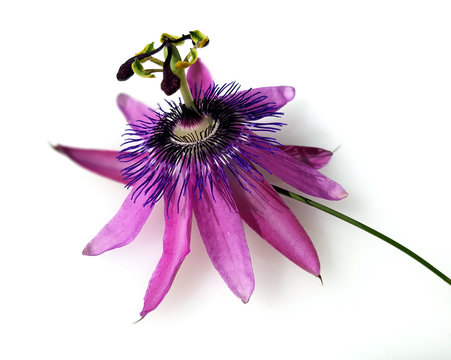 Passionsblume, Passiflora Violacea