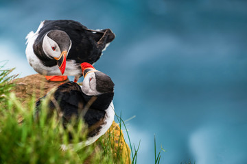 Atlantic puffin also know as common puffin is a species of seabird in the auk family. Iceland,...