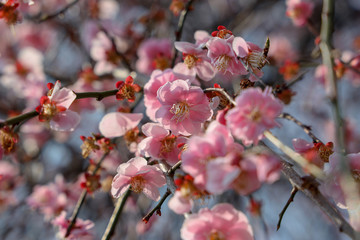 京都ぶらり、今宮神社あたりの枝垂れ梅