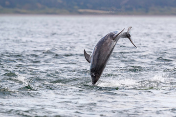 Happy, playful wild dolphins breaching and jumping out of water while hunting for migrating atlantic salmon