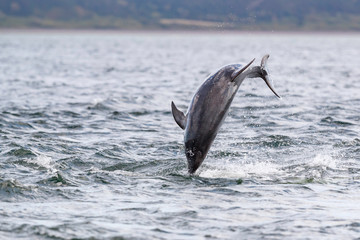 Fototapeta premium Happy, playful wild dolphins breaching and jumping out of water while hunting for migrating atlantic salmon