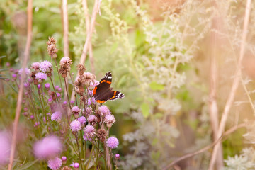 Beautiful butterfly on a flower.