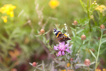 Beautiful butterfly on a flower.