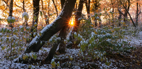 sunshine in winter wonderland coming through the trees