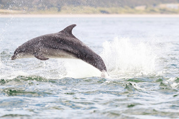 Fototapeta premium Happy, playful wild dolphins breaching and jumping out of water while hunting for migrating atlantic salmon