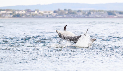 Fototapeta premium Happy, playful wild dolphins breaching and jumping out of water while hunting for migrating atlantic salmon