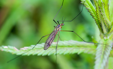 mosquito closeup portrait sitting on green leaf background