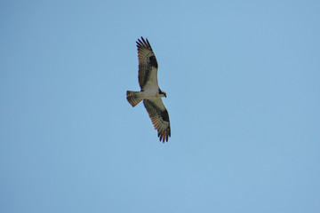 Osprey soaring through the sky in Florida.