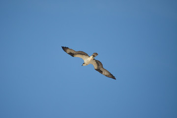 Osprey soaring through the sky in Florida.
