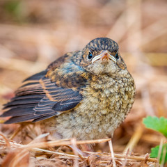 Amsel Nachwuchs
