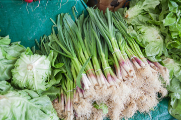  green onion at local farmers market
