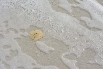 Fototapeta na wymiar Sand dollar sitting on a white sand beach on the Florida Gulf Coast.