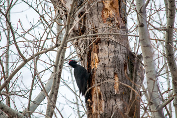 woodpecker sitting on the tree and produces his own food