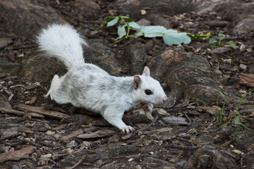Écureuil de Montréal