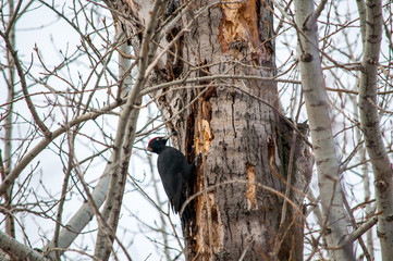 woodpecker sitting on the tree and produces his own food