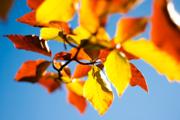 Colorful Autumn Beech Leaves Background with Blue Sky.ch Leaves Background with Blue Sky