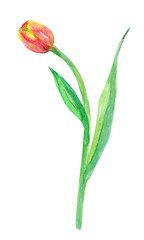 graceful tulip for your design. watercolor painting
