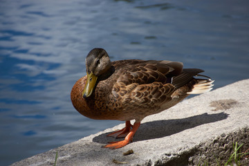 Canard à Montréal au Canada