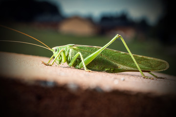 Green Big Locust Photo