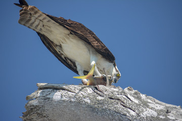 Osprey eating a fish along the tropical Gulf Coast of Florida.
