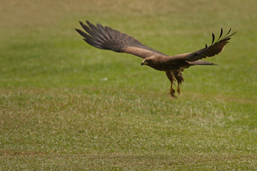 Fototapeta premium Flying black kite on a close up picture. Common african bird of prey landing to the ground. 