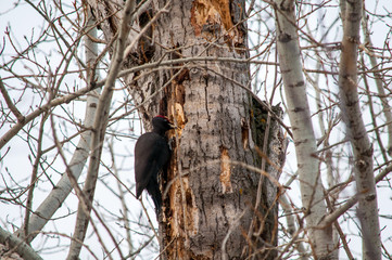 woodpecker sitting on the tree and produces his own food