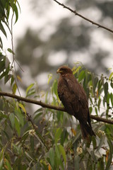 Yellow-billed kite on a close up picture. Common african bird of prey sitting on the branch.