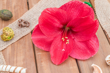natural soft composition with red  amaryllis flower
