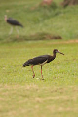 The Abdim's stork, also known as white-bellied stork. A black stork with grey legs, red knees and feet, grey bill and white underparts, occurring in Africa.
