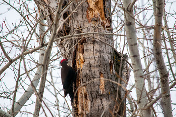 woodpecker sitting on the tree and produces his own food