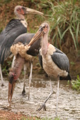 Marabou stork, a larg scavanger bird species occurring in Africa. A picture from the typical environment in Uganda.