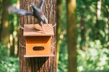 Gray pigeon takes off from the wooden feeder nailed to the trunk of a tree in the forest. Blurred movement action photography