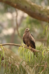Black kite on a close up picture. Common african bird of prey sitting on the branch.