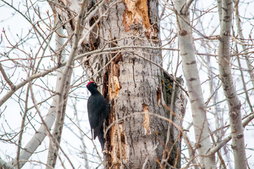 woodpecker sitting on the tree and produces his own food