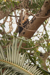 Palm-nut vulture on a close up picture in its natural habitat. A rare african bird feeding on plam seeds and animal carcasses.