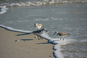 Wilson's Plover Shore Bird on a Florida Gulf Coast Beach.