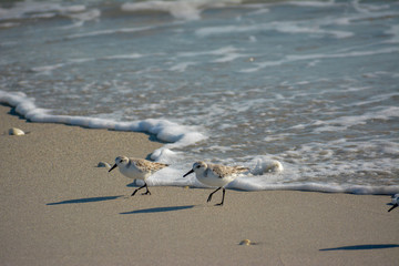 Sanderling Shore Bird on a Florida Gulf Coast Beach.