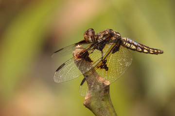 The four-spotted chaser, known in North America as the four-spotted skimmer. A common dragonfly species in its natural habitat.