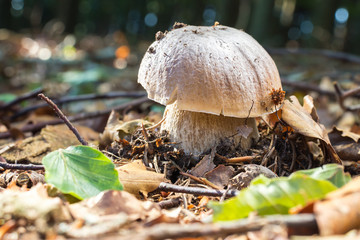 Boletus Edulis - Edible Mushroom in Autumn Forest with Leaves on Ground